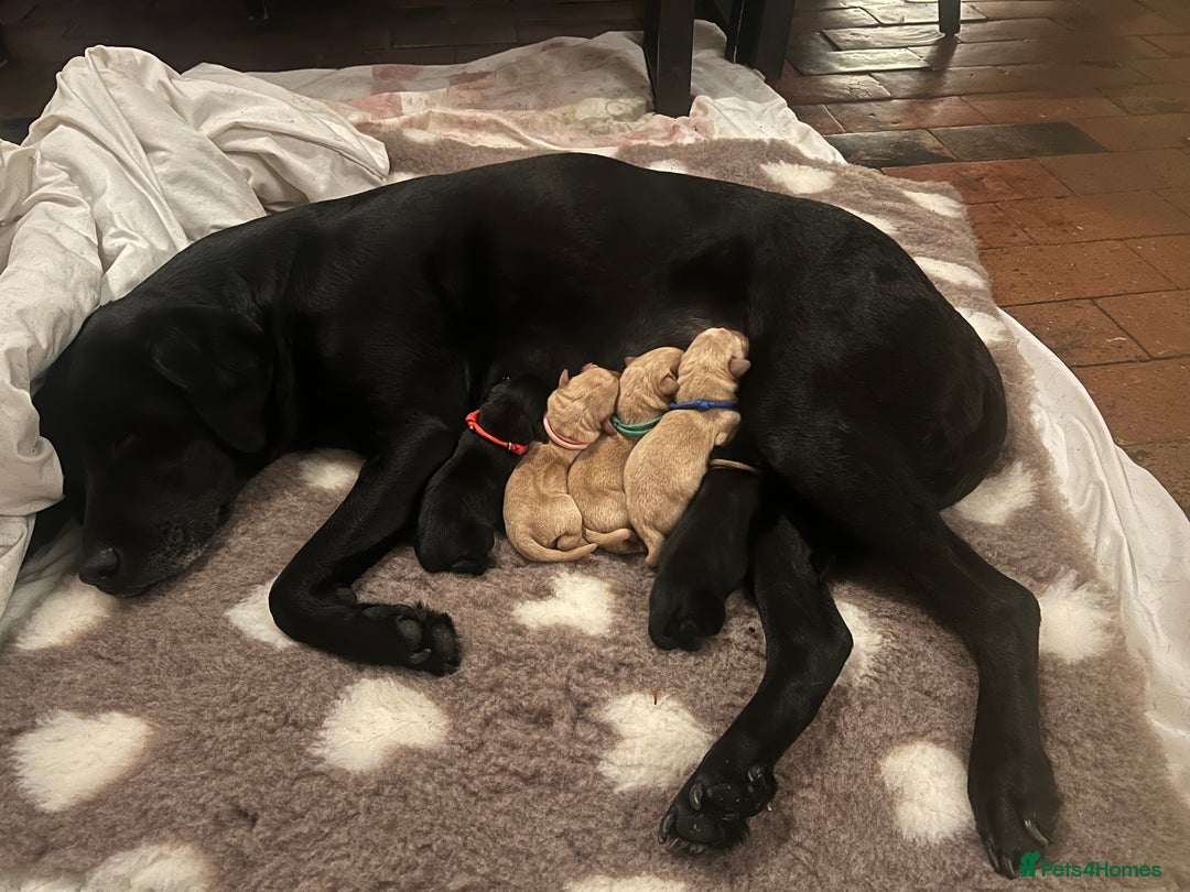 Labrador Retriever dogs for sale: Pedigree KCRegistered Labrador Pups-FoxRed & Black - Advert 12