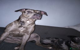 Mixed Breed dogs for sale: Lurcher - Image 4