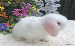 Mini Lop rabbits for sale: Mini lop buck - Image 5