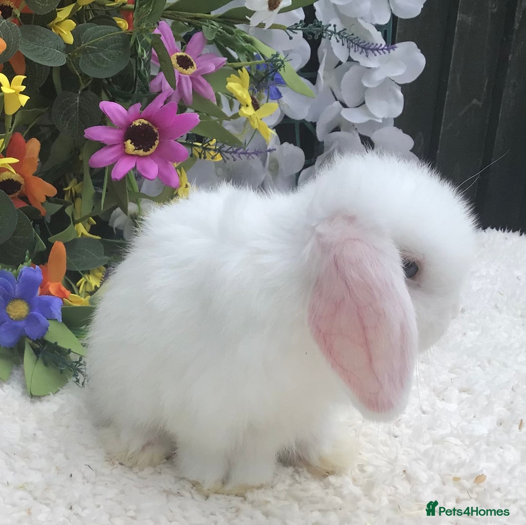 Mini Lop rabbits for sale: Mini lop buck - Image 5