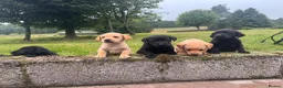 Labrador Retriever dogs for sale: Beautiful Kennel Club Registered Labradors Puppies in Brechin - Advert 14