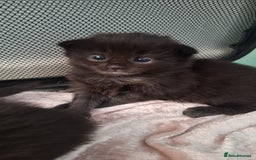 Ragdoll cats for sale: Ragdoll x Norwegian Forest x DHC - Image 10