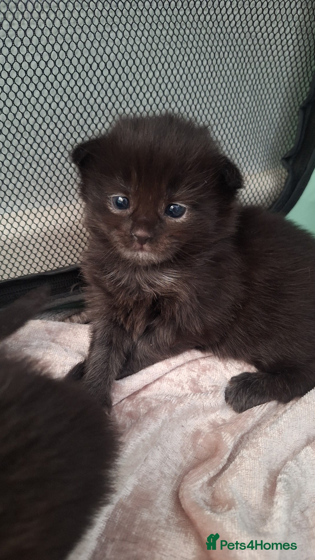 Ragdoll cats for sale: Ragdoll x Norwegian Forest x DHC - Image 10