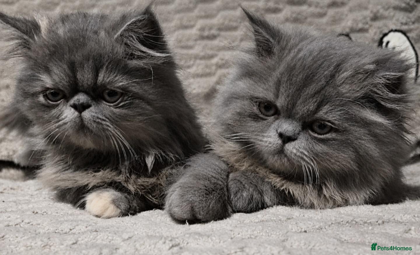 Persian cats for sale: Stunning GCCF Reg Persian Kittens–Champion Lines  - Advert 8