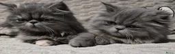 Persian cats for sale: Stunning GCCF Reg Persian Kittens–Champion Lines  - Advert 1