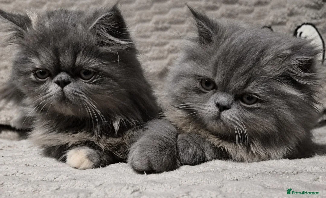 Persian cats for sale: Stunning GCCF Reg Persian Kittens–Champion Lines  - Advert 1