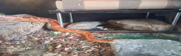 Corn Snake reptiles for sale: Gorgeous corn snake with viv and full set up in Clynderwen - Advert 2