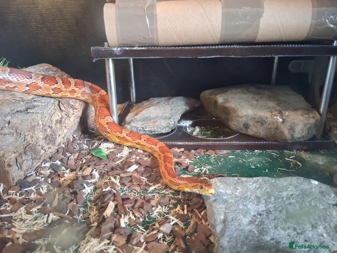 Corn Snake reptiles for sale: Gorgeous corn snake with viv and full set up in Clynderwen - Advert 2