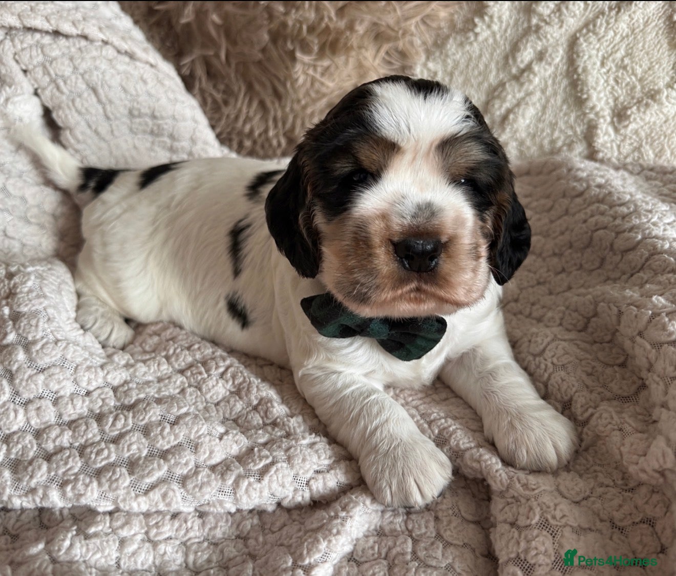 Cocker Spaniel dogs 🧡2 BOYS LEFT KC SHOW COCKER SPANIEL PUPPIES 🐶🐾 - Advert 13