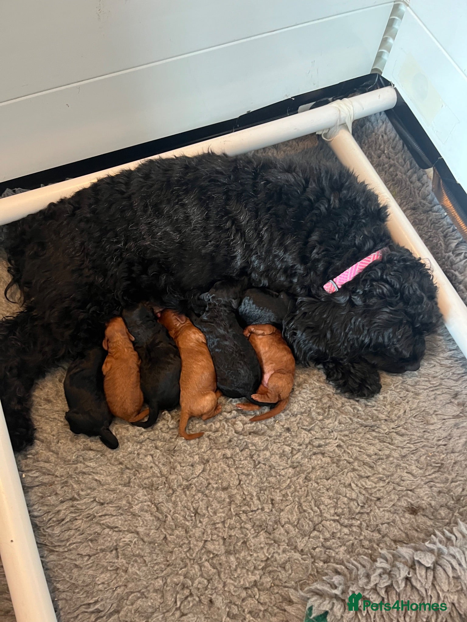 Cavapoo dogs Stunning F1bCavapoo pups Available for Loving Home - Advert 1