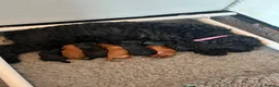 Cavapoo dogs for sale: READY NOW Beautiful f1b black Cavapoos DNA Clear  - Advert 29
