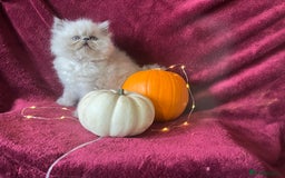Persian cats for sale: 2 ULTRA AFFECTIONATE COLOURPOINT PERSIAN KITTENS  - Image 8