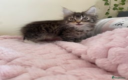 Maine Coon cats for sale: Maine Coon Cross Female Kitten  - Image 13