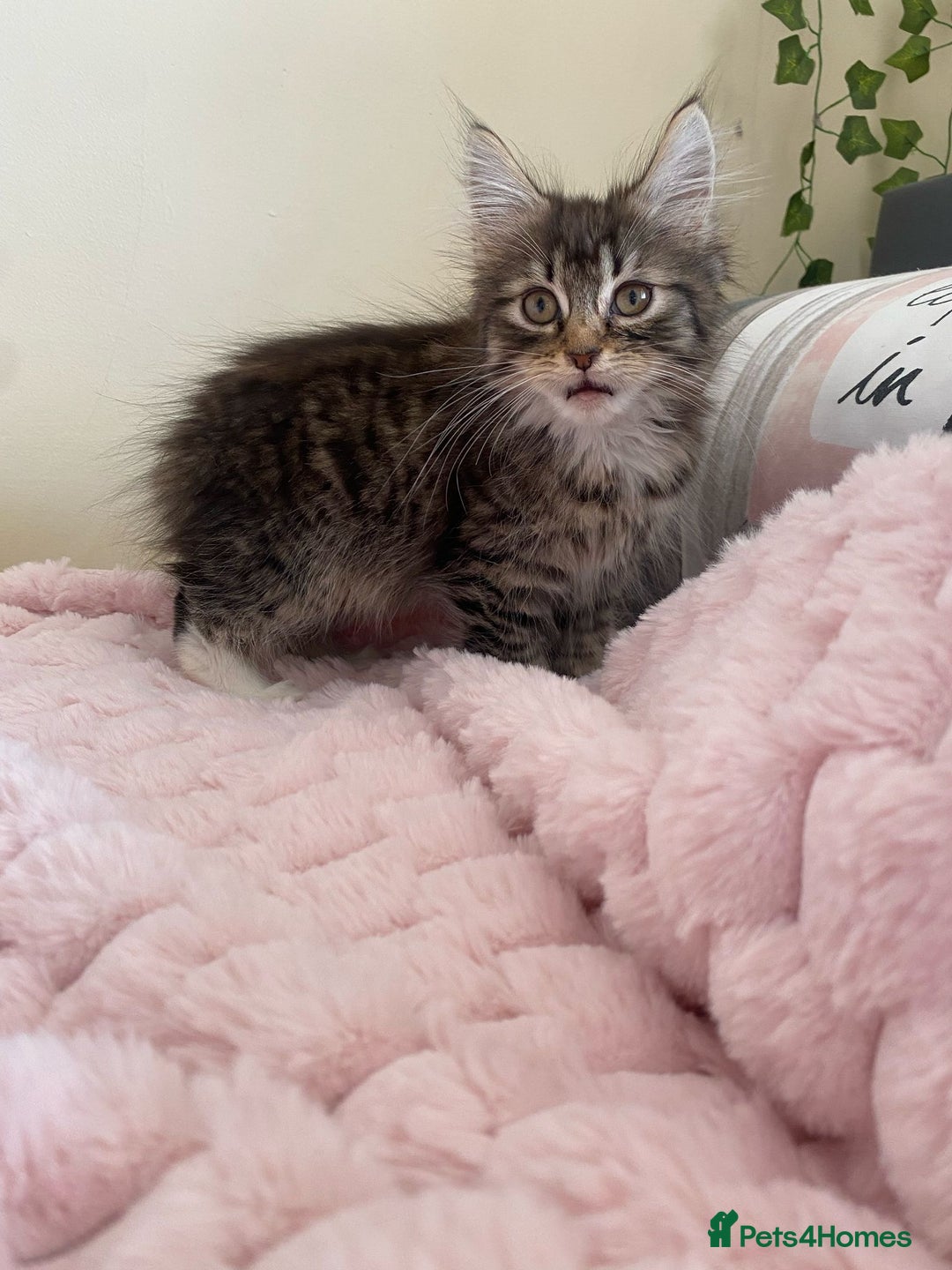 Maine Coon cats for sale: Maine Coon Cross Female Kitten  - Image 13