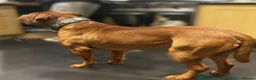 Dogue De Bordeaux dogs for sale: Dogue de bordeux puppies  in Gloucester - Advert 6