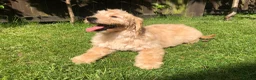 Goldendoodle dogs for sale: F1 Miniature Goldendoodle 100% DNA Health Tested - Advert 11
