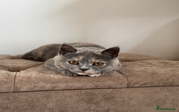 British Shorthair cats for sale: British Short Hair Kitten please read description - Image 4