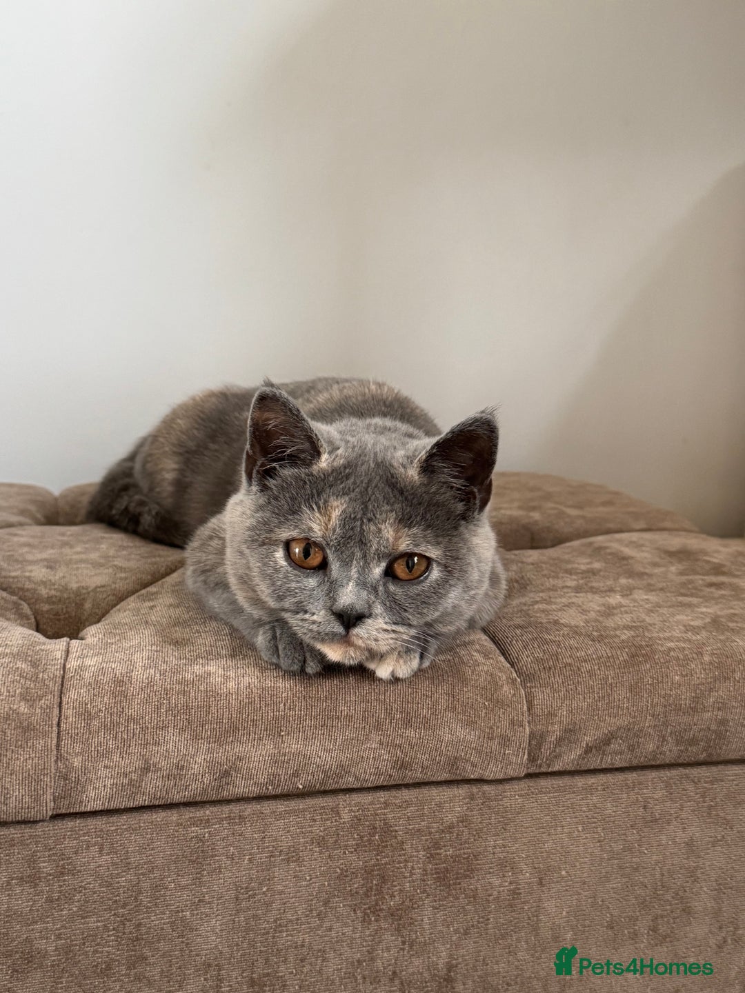 British Shorthair cats for sale: British Short Hair Kitten please read description - Image 4