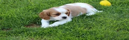 Mixed Breed dogs for sale: Playful Pugalier puppies for sale!  - Advert 17