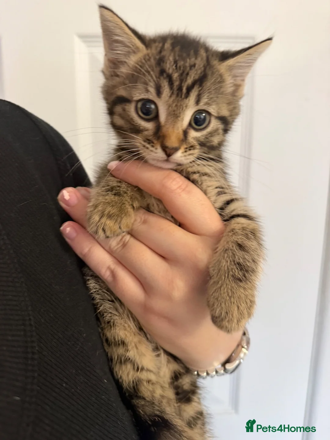 Ragdoll cats for sale: Russian blue x ragdoll kitten  - Advert 2