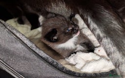 Domestic Shorthair cats for sale: Kittens - Advert 6