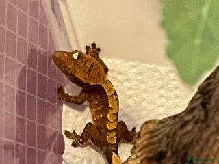 Gecko reptiles Crested geckos - Advert 1