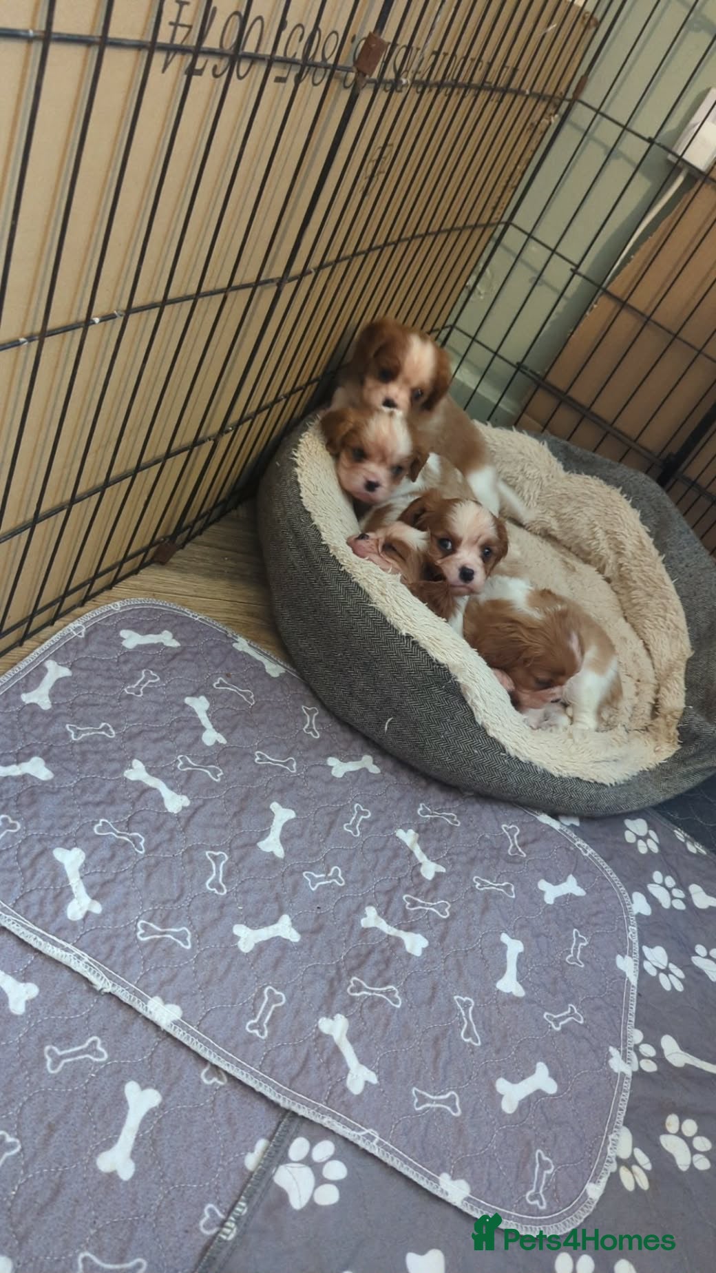 Cavalier King Charles Spaniel dogs King Charles cavalier puppies  - Advert 6