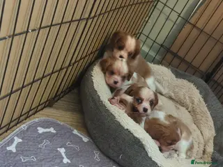 Cavalier King Charles Spaniel dogs King Charles cavalier puppies - Advert 6