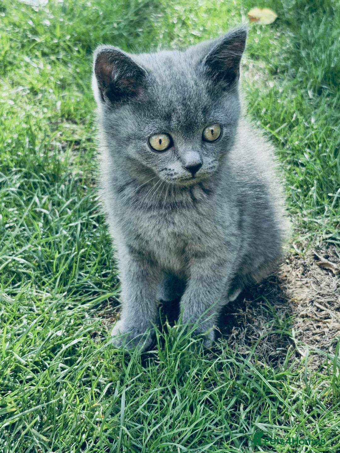 British Shorthair cats for sale: British shorthair  - Image 15