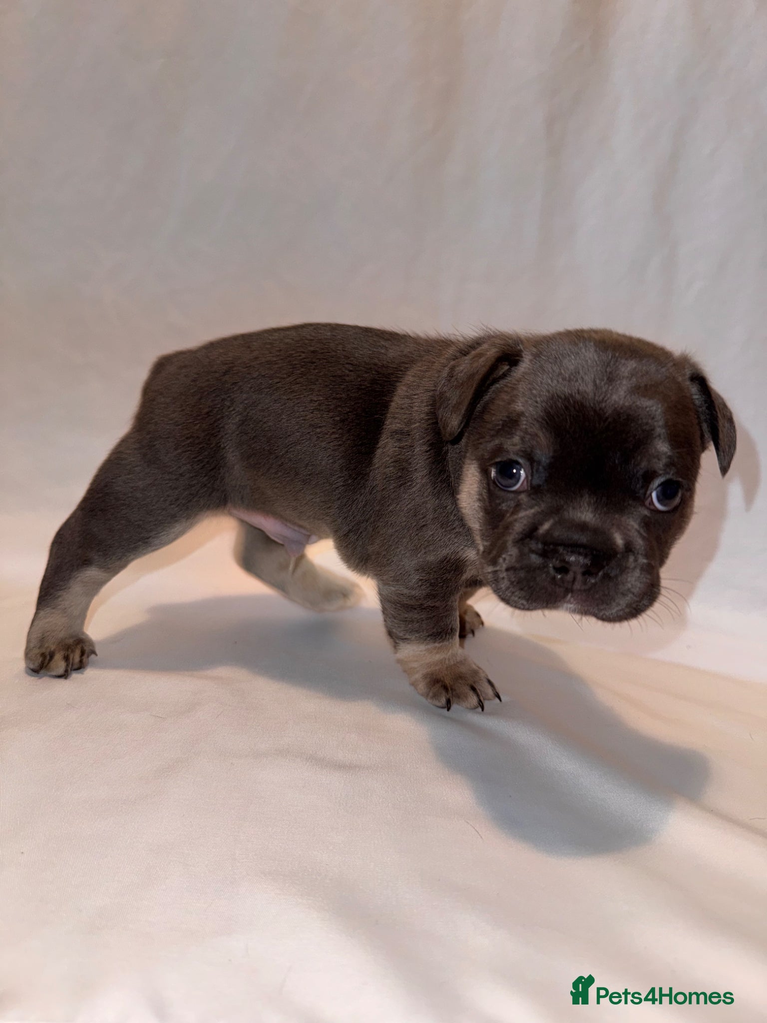 French Bulldog dogs for sale: Exceptional French Bulldog Puppies in Bristol - Advert 18