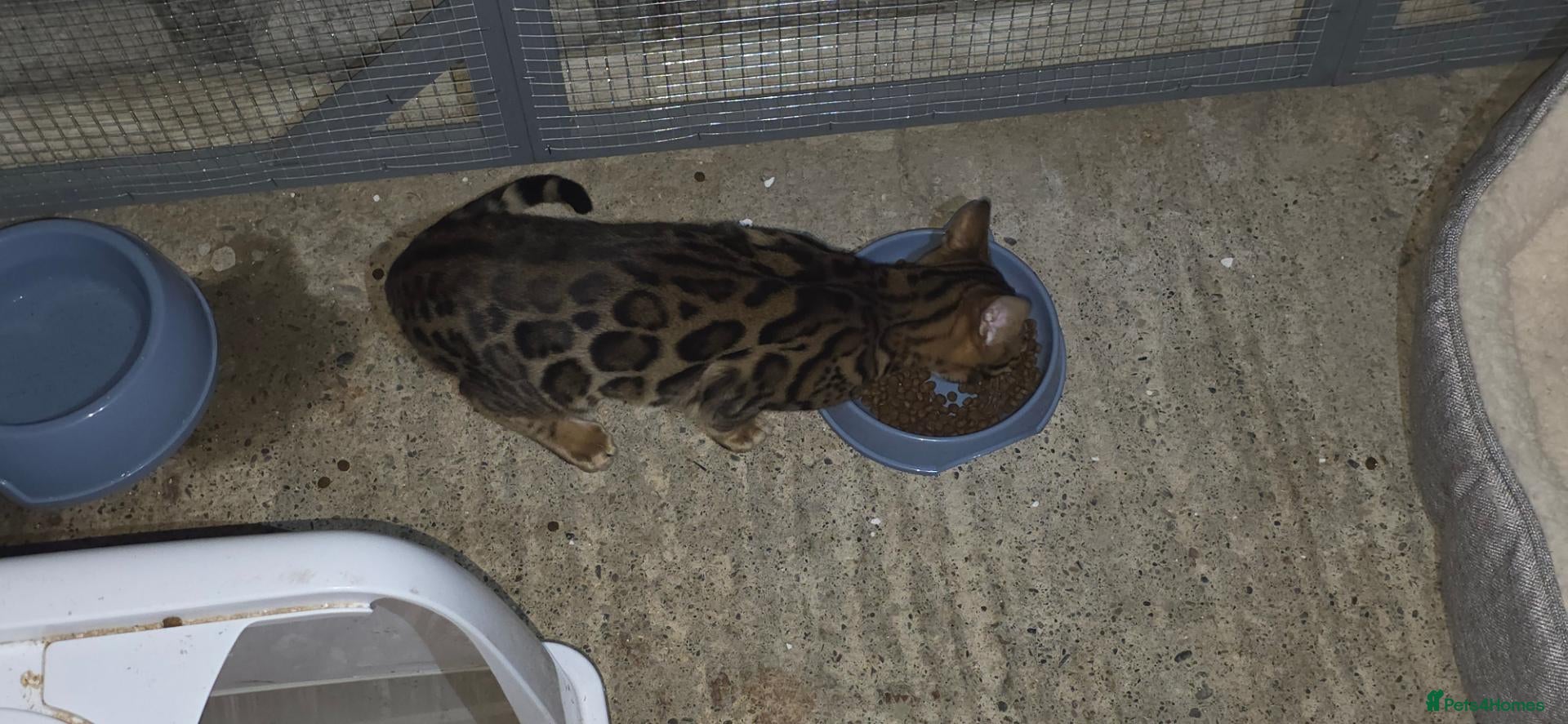 Bengal cats PURE BRED BENGAL KITTENS - Advert 2