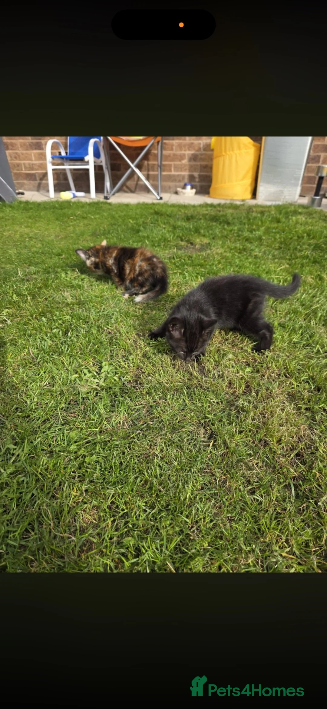 Mixed Breed cats for sale: Kitten in Rotherham - Advert 2