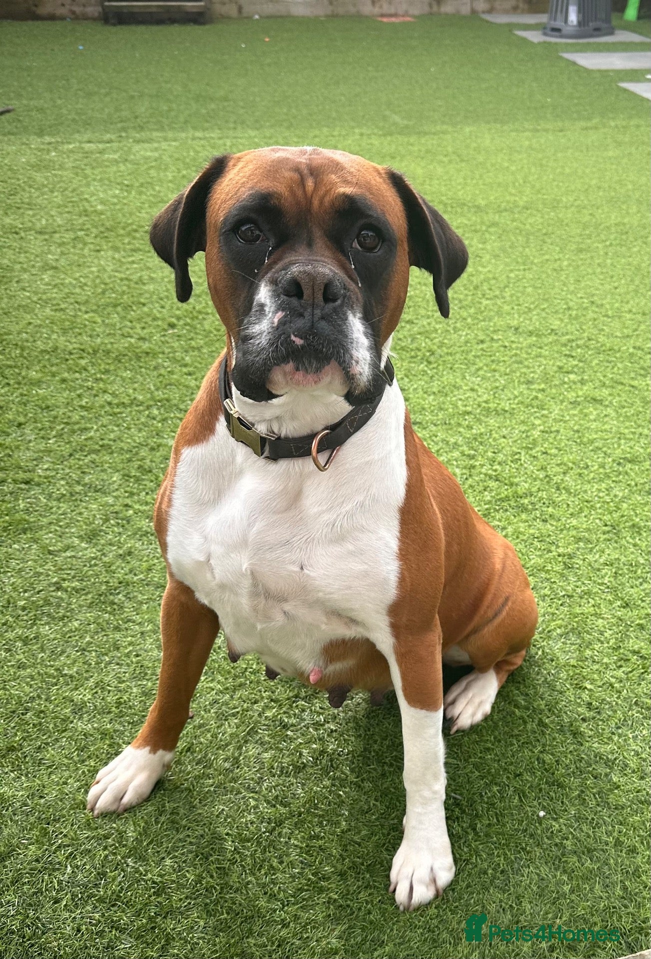 Boxer dogs Brandi  - Advert 6