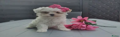 Maltipoo Puppy 4