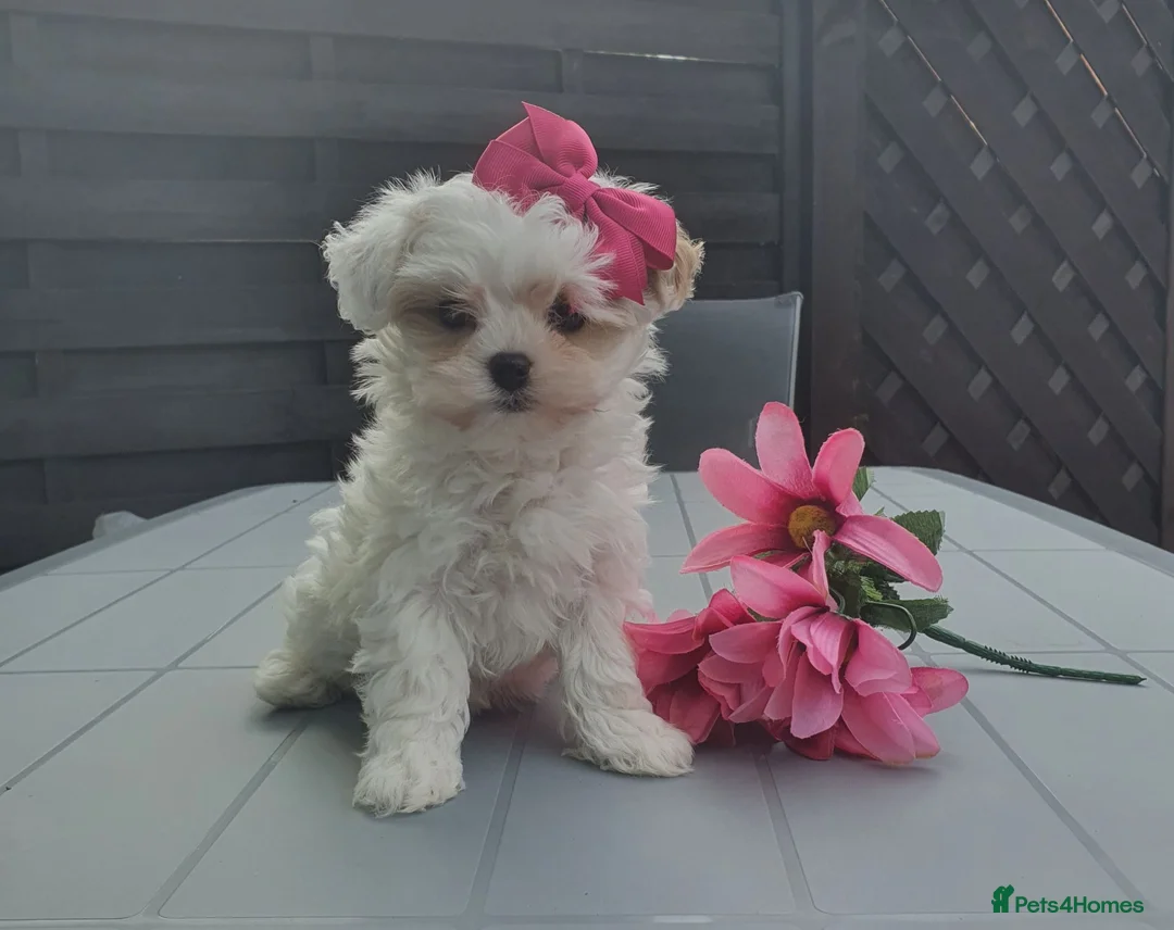 Maltipoo dogs for sale: F1 Korean Toy Maltipoo, Dna health tested mum - Advert 2