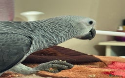 Parrots birds for sale: African grey baby parrot - Image 8