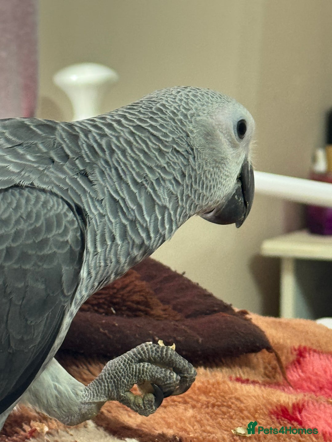 Parrots birds for sale: African grey baby parrot - Image 8