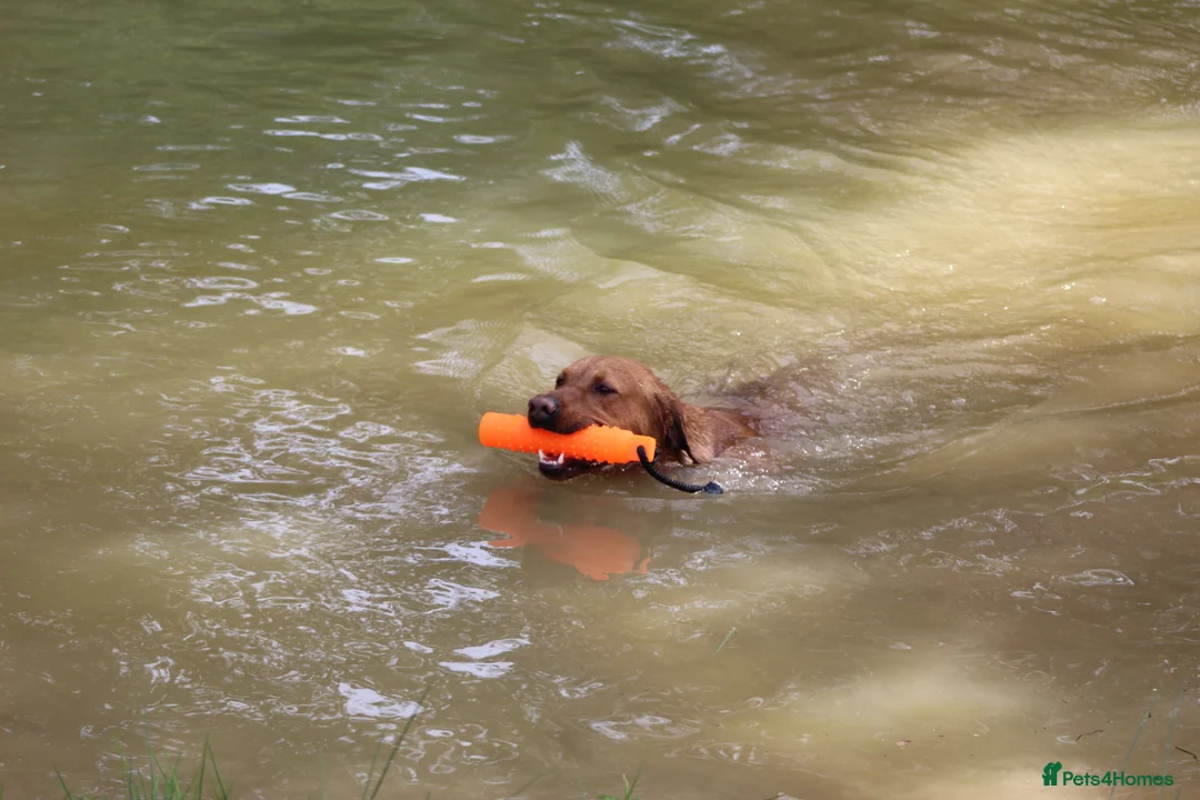 Labrador Retriever dogs for stud: Extensively Health Tested Fox Red Labrador Stud in Totnes - Advert 11