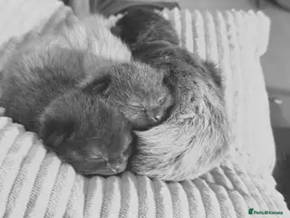 Mixed Breed cats Mixed Breed Kittens in Hinckley - Advert 9