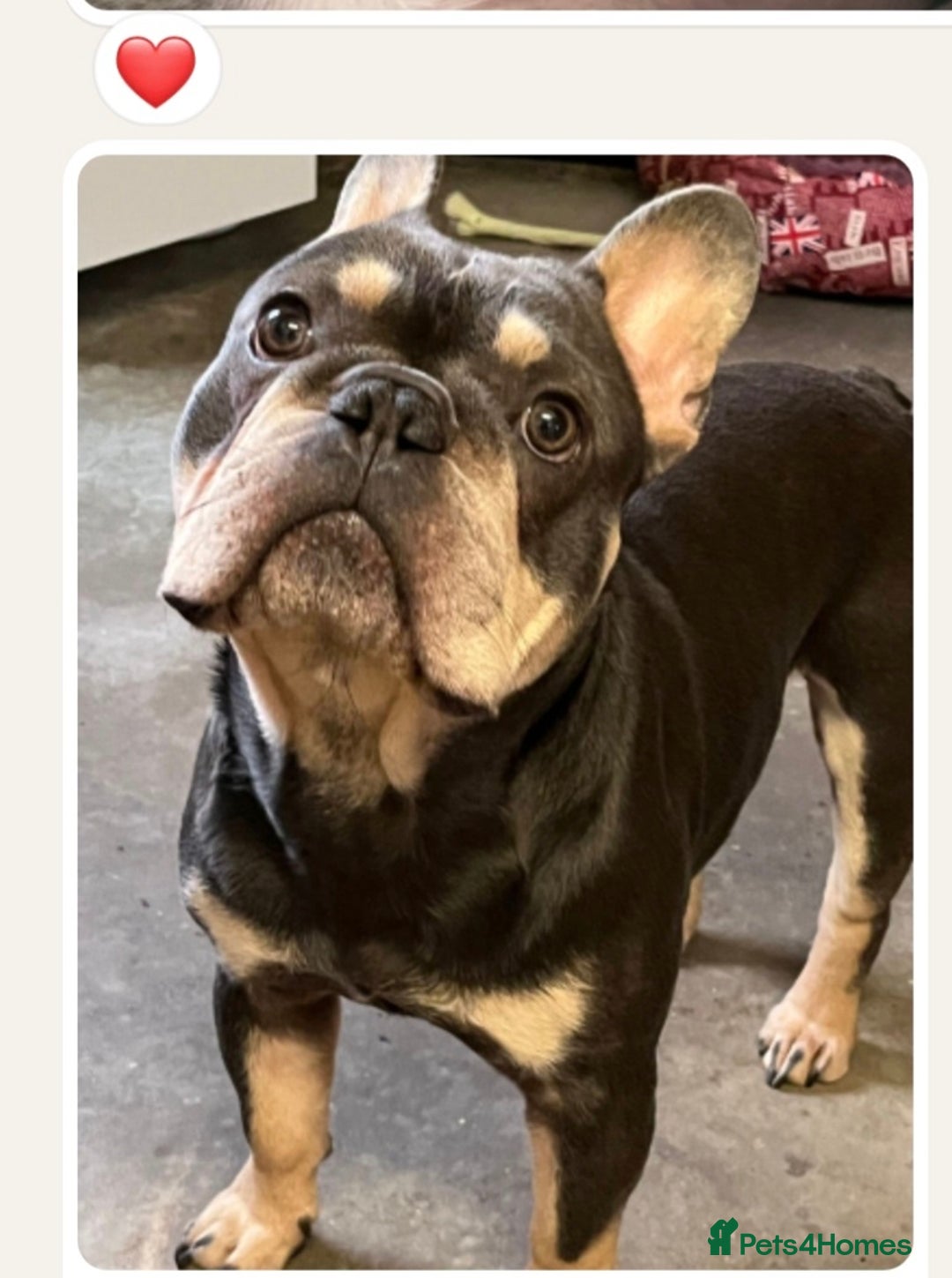 French Bulldog dogs for sale: 5* Council Licensed Breeder of 3 Stunning pups. - Advert 5