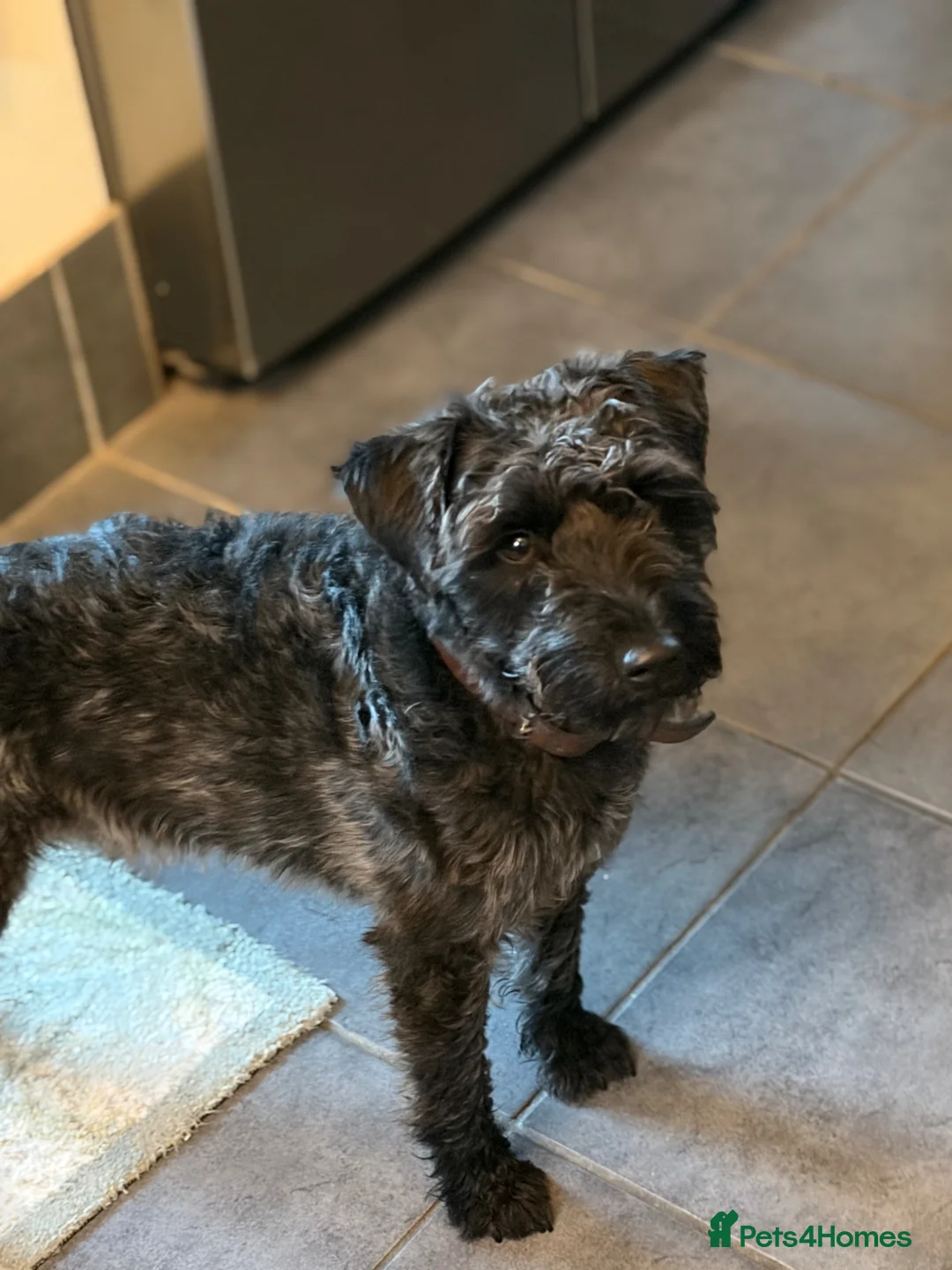 Patterdale Terrier dogs for stud: Stunning Proven Patterdale for Stud - Advert 1