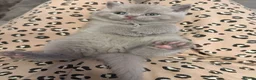 British Shorthair cats for sale: Champion Line British Shorthair Kittens - Advert 3