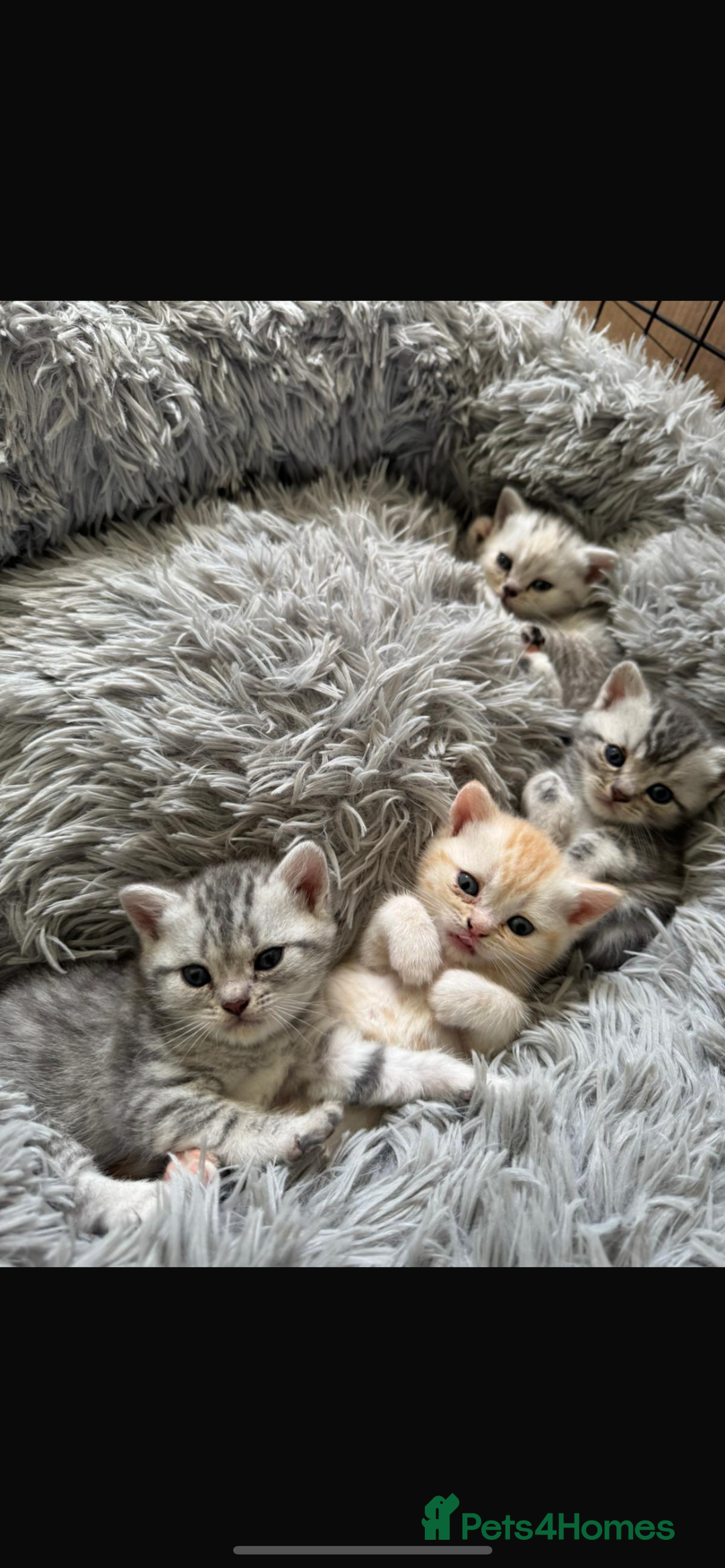 British Shorthair cats for sale: Last Chunky Golden Boy  ❤️ - Image 20