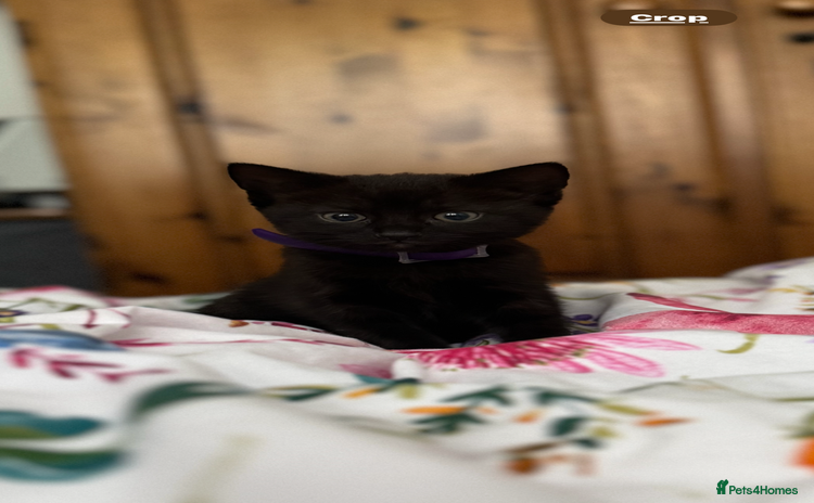 British Shorthair cats - Advert 4