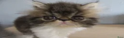 Persian cats for sale: Adorable female Persian kittens - Advert 12