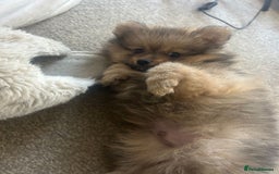 Pomeranian dogs for sale: 2 beautiful Pomeranian Puppy’s  - Image 18