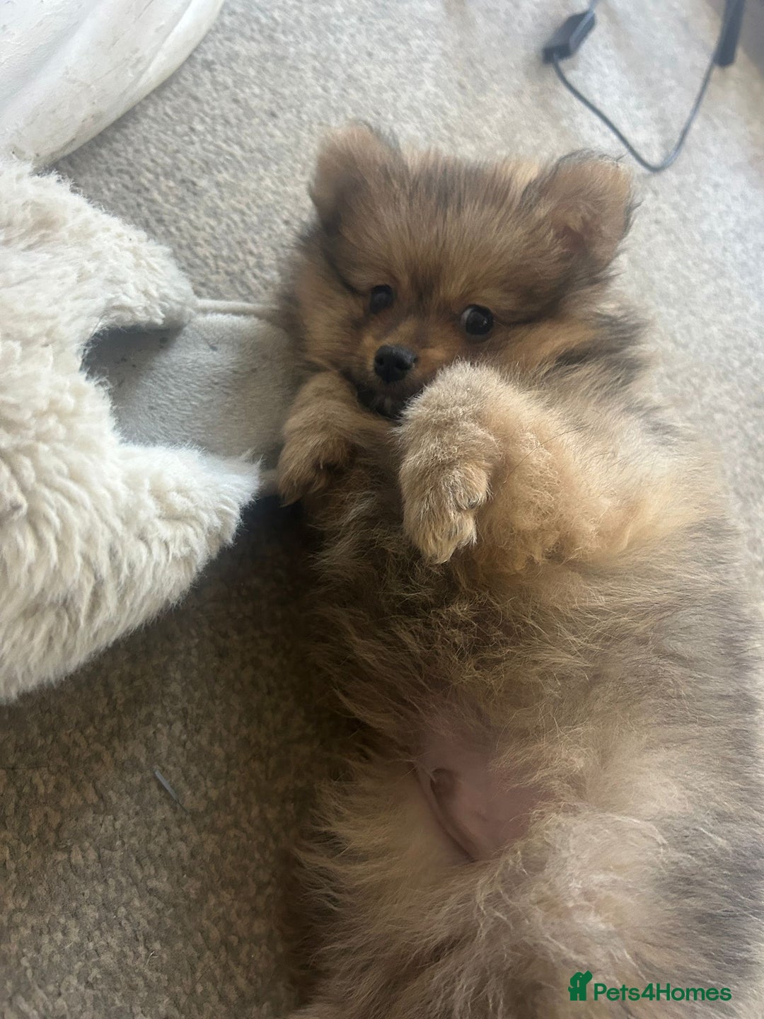 Pomeranian dogs for sale: 2 beautiful Pomeranian Puppy’s  - Image 18
