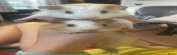 Guinea Pig rodents for sale: 2 Gorgeous male baby guinea pigs very tame - Advert 7