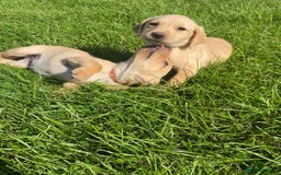 Labrador Retriever dogs for sale: Stunning Fox Red working Labrador bitch  - Image 1