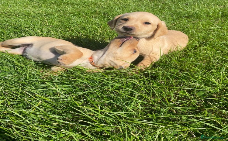 Labrador Retriever dogs - Advert 9